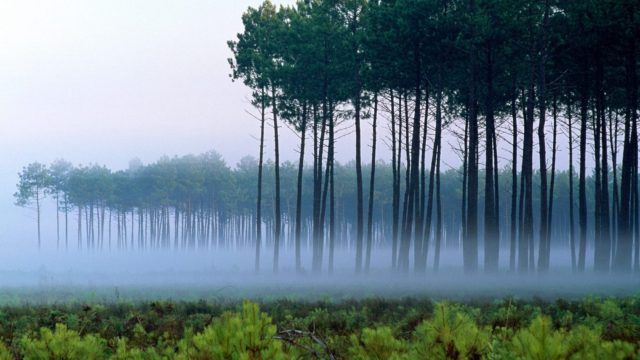 Les 5 plus belles forêts de France